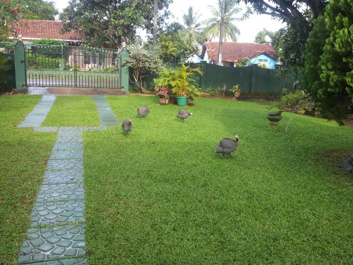 Mama'S Hostel By Taprobane Negombo Exterior foto
